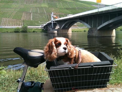 Mosel Radweg Etappe 3: Trier - Mehring