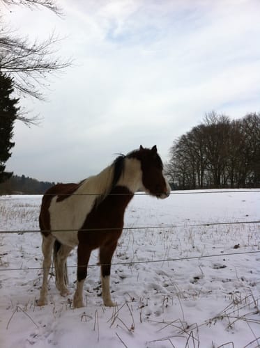 Heidschnuckenweg Etappe 1: Fischbek - Buchholz in der Nordheide