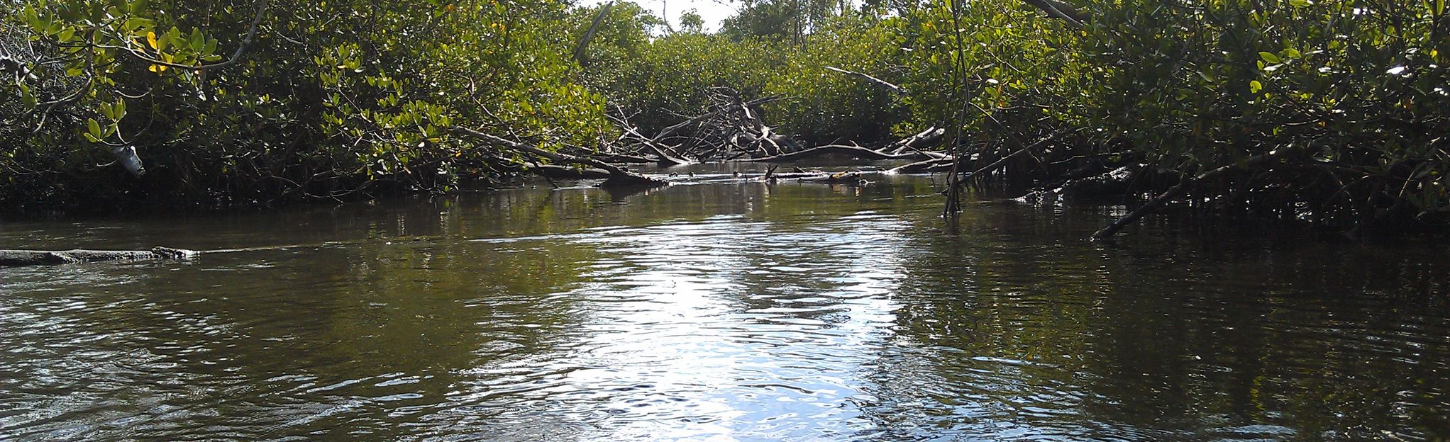 Commodore Creek Canoe Trail: 39 foto - Florida | AllTrails