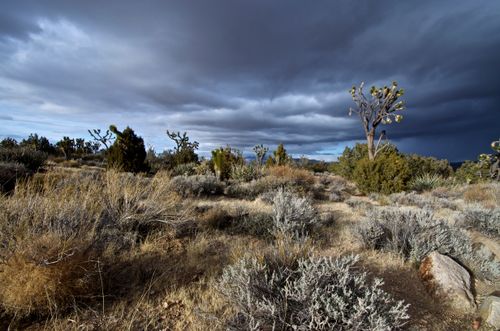 are dogs allowed in mojave national preserve