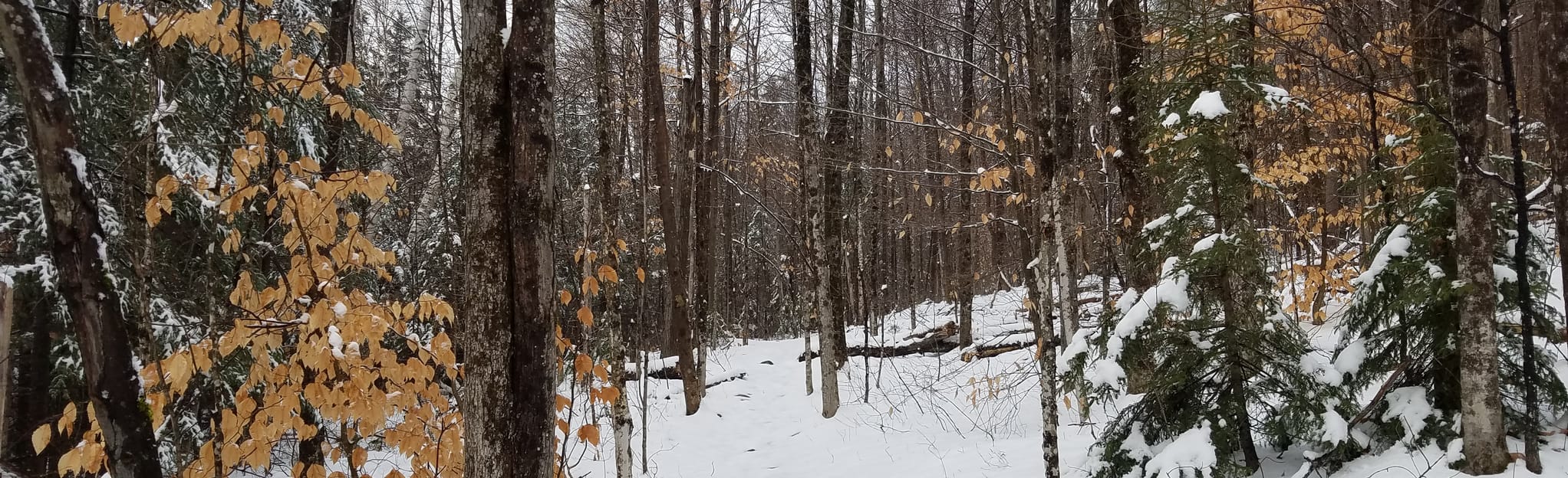 Woodland Trail, Clark Trail, and Holt Trail Loop 44 Reviews, Map New