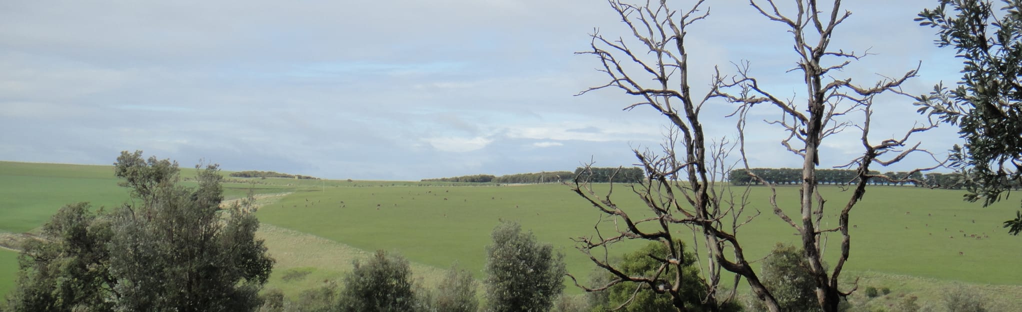 Boneo Road to Lightwood Creek Camping Area 22 Reviews, Map Victoria, Australia AllTrails