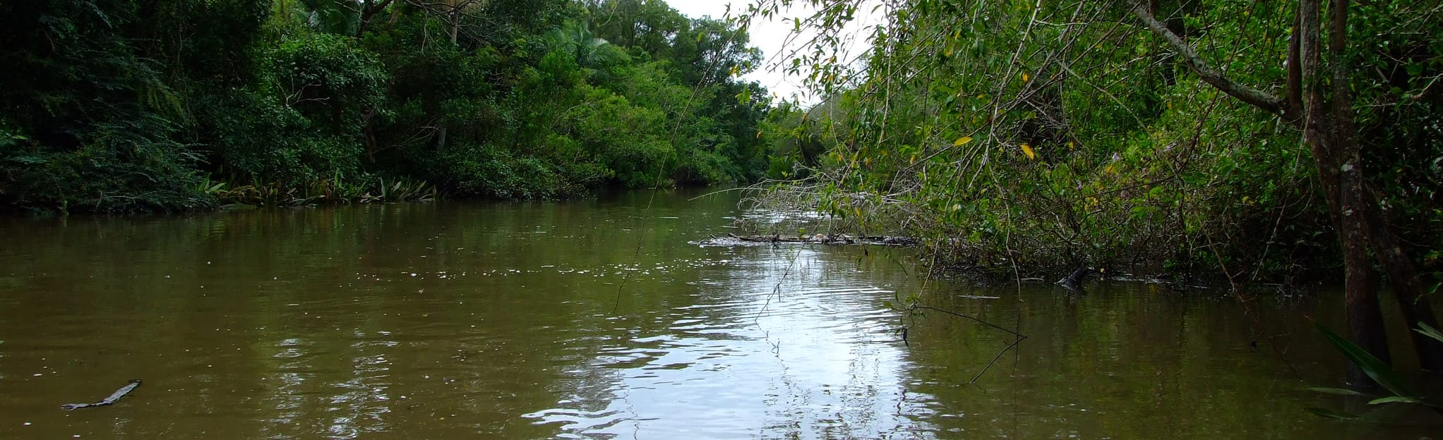 Bulimba Creek Canoe Trail 32 Fotos Queensland, Australien AllTrails
