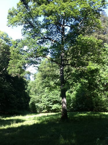 Rundwanderweg Seckborngrund/Omborn (braune Raute)