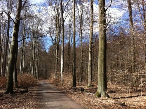Tegeler See und Großer Malchsee Rundweg