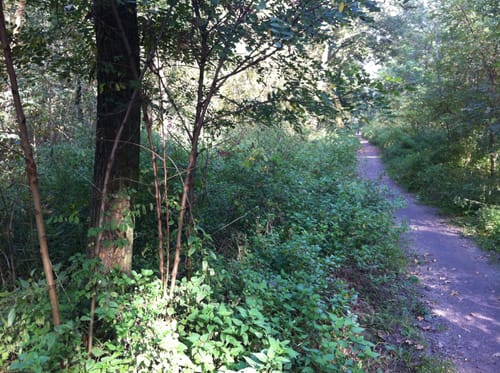 Hirschgarten Rundweg