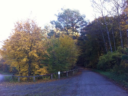 Auf Försterswegen durch den Grunewald