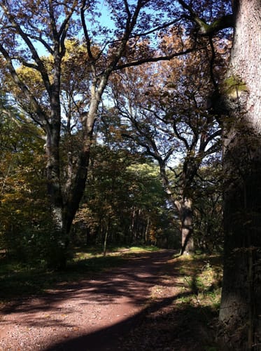 Hüttenweg Runde im Grunewald