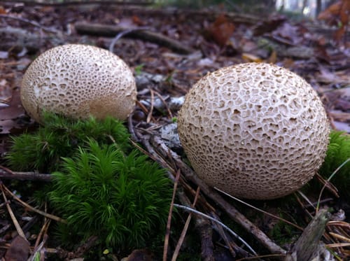 Auf Försterswegen durch den Grunewald