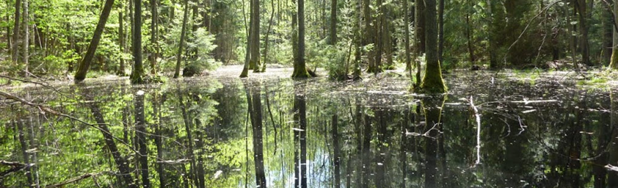 Orzeszkowo Grudki, Podlaskie, Poland Map, Guide AllTrails