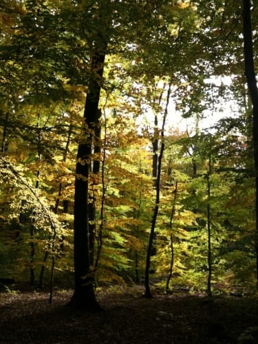 Runde bei Altheim