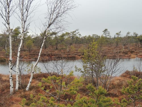 Naturlehrpfad Schwarzes Moor