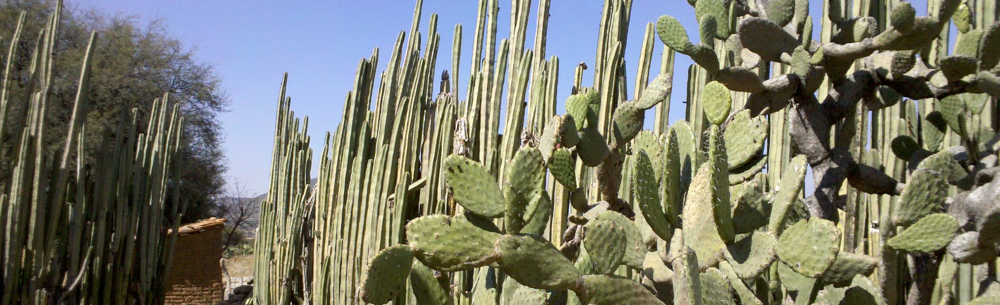 Saldarriaga - Peña Colorada, Querétaro, Mexico - Map, Guide | AllTrails