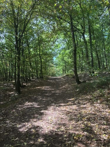 Kirchheimbolanden: Schillerhainrundweg 7