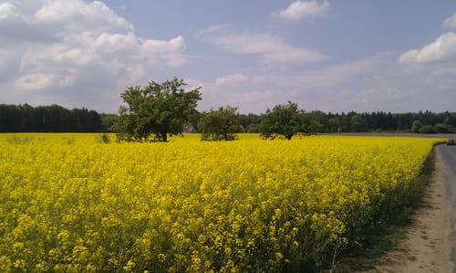 Hainstadt - Seligenstadt - Zellhausen