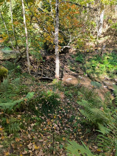 Rötenbachschlucht (Genießerpfad)