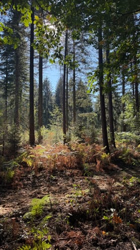 Naturwaldzelle Königsforst und Wildniswald