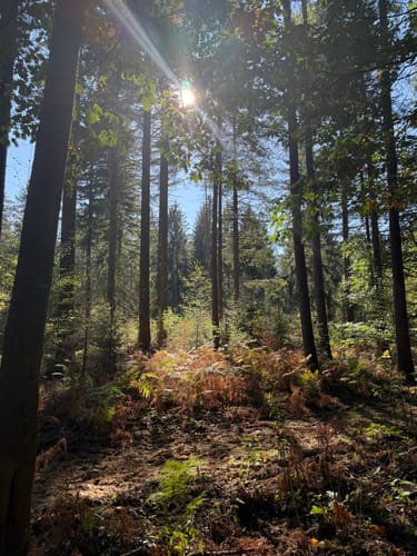 Naturwaldzelle Königsforst und Wildniswald