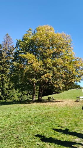 Von Tegernsee zum Berggasthof Neureuth über den Sommerweg