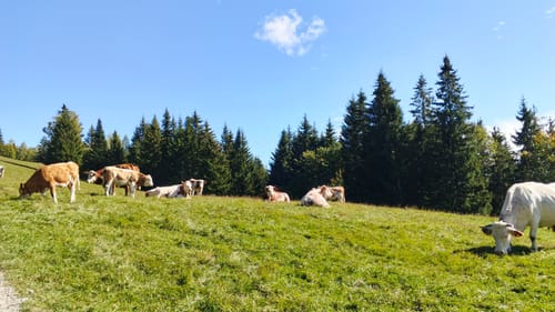 Von Tegernsee zum Berggasthof Neureuth über den Sommerweg