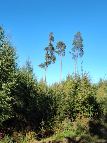 Wellerode Rundweg 19