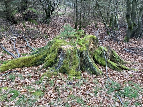 Im Tal des Lichtenbachs