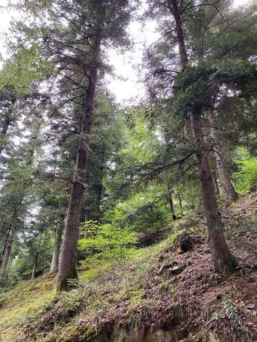Wolfacher Schlossblick (Premiumwanderweg)