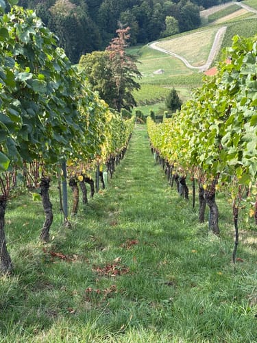 Schnapsbrunnenweg 1