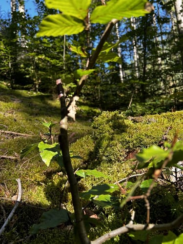 Auf den Burgberg im Meulenwald