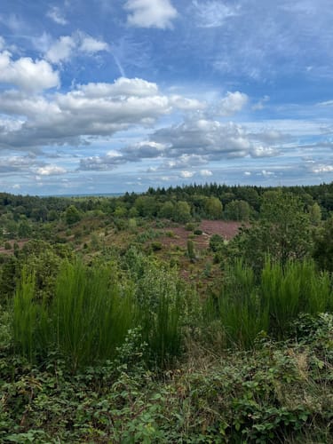 Bispingen: Kleine Heidetour (Radweg 1)