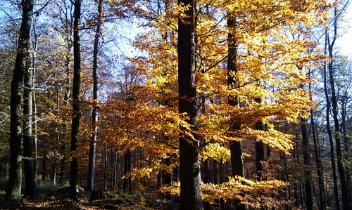 Kräht der Hahn auf dem Hahnenkamm