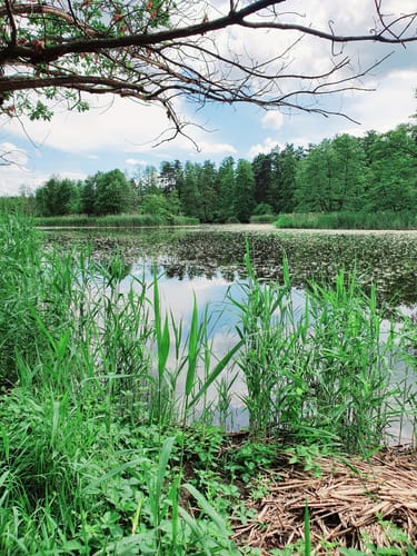 Teichrunde bei Mönau