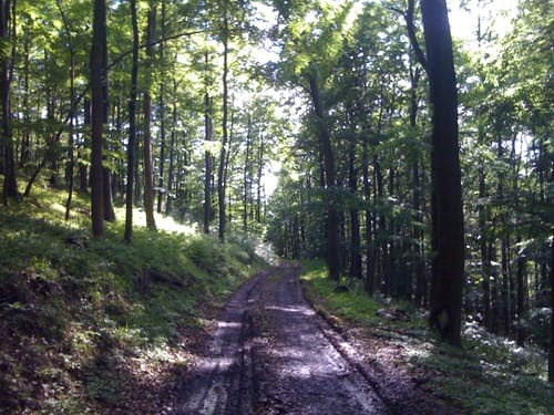 Heiligenberg P8 (Premiumwanderweg)