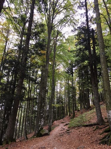 Feldbergsteig (Genießerpfad)