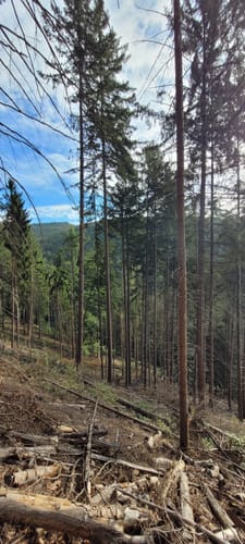 Wanderung zu den Burgruinen Neidenfels, Drachenfels und Lichtenstein