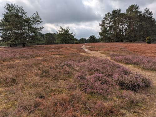 Misselhorner Heide