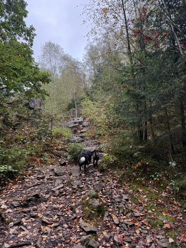 Felsenweg (Traumschleife)