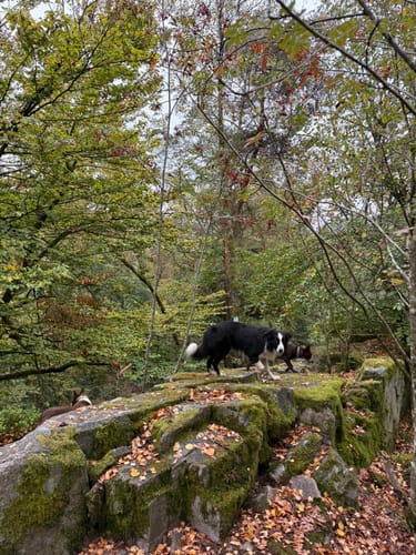 Felsenweg (Traumschleife)