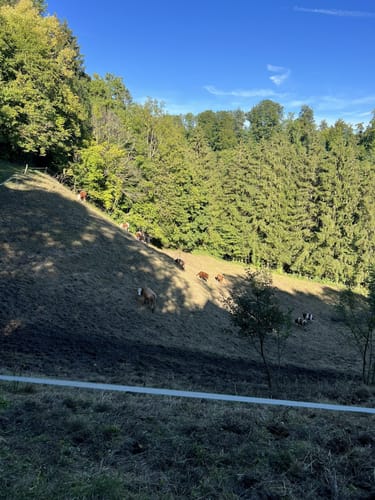 Um den Schmalegger Wasserfall und Ringgenburg