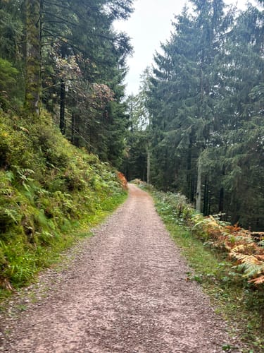 Von Ruhestein zum Wildsee