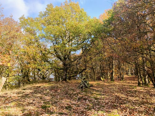 Bad Endbacher Wandermarathon