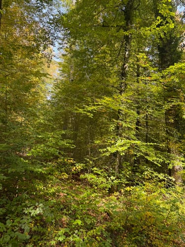 Wanne - Leichts weg -Friedwald Schönbuch