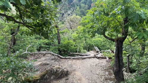 Ehrbachklamm (Traumschleife)