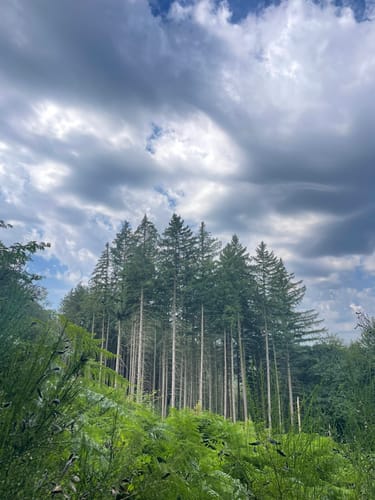 Natursteig Sieg - Etappe 7: Herchen - Schladern