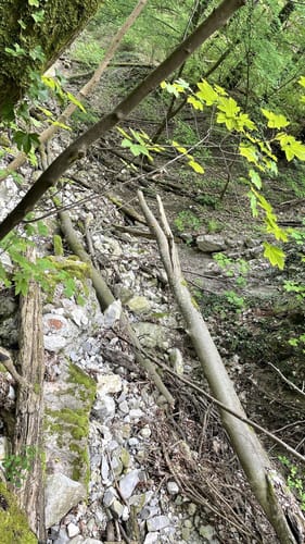Wald- und Wasserweg