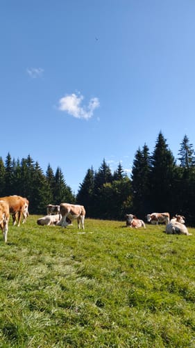 Von Tegernsee zum Berggasthof Neureuth über den Sommerweg