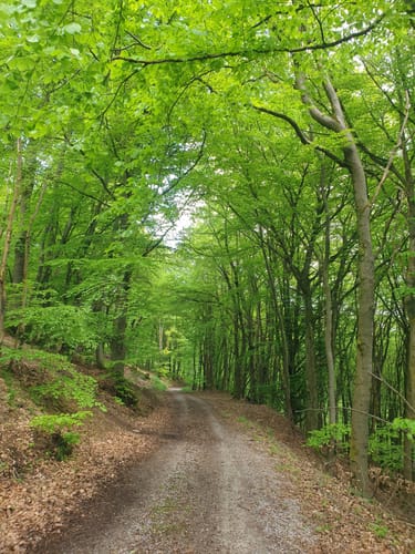 Rassel und Kellerskopf Rundweg