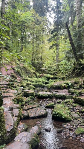 Durch das Wildromantische Monbachtal