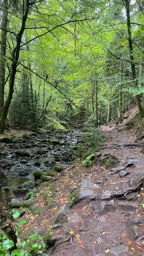 Durch das Wildromantische Monbachtal
