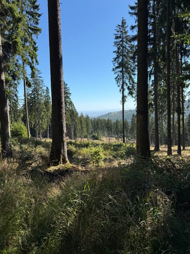 Auf den Großen Feldberg